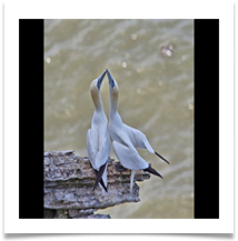 Courting - Chris Beesley